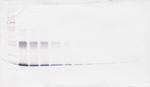 IL-6 Antibody in Western Blot (WB)