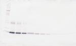 IL-6 Antibody in Western Blot (WB)