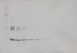 IL-6 Antibody in Western Blot (WB)