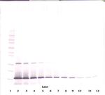 IL-21 Antibody in Western Blot (WB)