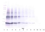 p16INK4a-TAT Antibody in Western Blot (WB)