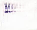 Klotho Antibody in Western Blot (WB)