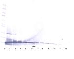 CCL28 Antibody in Western Blot (WB)