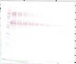 Osteopontin Antibody in Western Blot (WB)