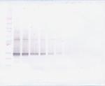 FGF23 Antibody in Western Blot (WB)