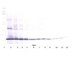 TNF alpha Antibody in Western Blot (WB)