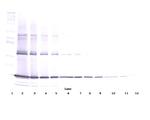 TNF alpha Antibody in Western Blot (WB)