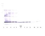 TNF alpha Antibody in Western Blot (WB)