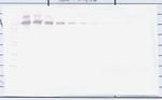 PD-L1 Fc Antibody in Western Blot (WB)