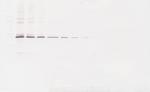 MMP3 Antibody in Western Blot (WB)