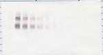 IL4R (soluble) Antibody in Western Blot (WB)