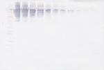 VAP-1 Antibody in Western Blot (WB)