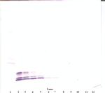 CCL3 Antibody in Western Blot (WB)