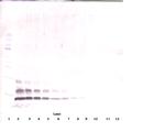 CCL4 Antibody in Western Blot (WB)