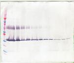 M-CSF Antibody in Western Blot (WB)