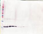 M-CSF Antibody in Western Blot (WB)