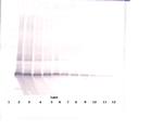 PDGF-AA Antibody in Western Blot (WB)