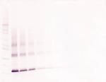 Thrombopoietin Antibody in Western Blot (WB)