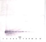 CXCL9 Antibody in Western Blot (WB)