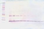 IL-1 beta Antibody in Western Blot (WB)