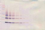 IL-3 Antibody in Western Blot (WB)