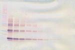 IL-3 Antibody in Western Blot (WB)