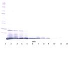 IL-5 Antibody in Western Blot (WB)