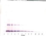 IL-6 Antibody in Western Blot (WB)