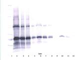 IL-6 Antibody in Western Blot (WB)