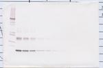 IL-10 Antibody in Western Blot (WB)