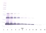 RANKL (soluble) Antibody in Western Blot (WB)