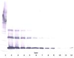 RANKL (soluble) Antibody in Western Blot (WB)