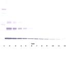 TNF alpha Antibody in Western Blot (WB)