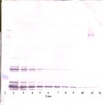 SCF Antibody in Western Blot (WB)