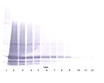 IL-6 Antibody in Western Blot (WB)