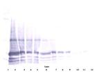 IL-6 Antibody in Western Blot (WB)