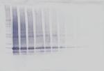 IL-6 Antibody in Western Blot (WB)