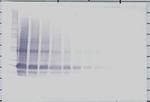 IL-6 Antibody in Western Blot (WB)