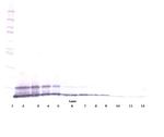 CXCL2 Antibody in Western Blot (WB)