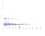 MCP-1 Antibody in Western Blot (WB)