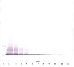 CCL3 Antibody in Western Blot (WB)