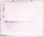 GDNF Antibody in Western Blot (WB)