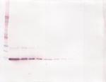 IL-4 Antibody in Western Blot (WB)