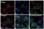 CD91 Antibody in Immunocytochemistry (ICC/IF)