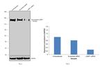 CD107a (LAMP-1) Antibody