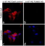 beta-3 Tubulin Antibody