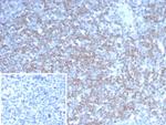 NEUROG3/Neurogenin 3/NGN3 (Transcription Factor) Antibody in Immunohistochemistry (Paraffin) (IHC (P))