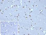 NEUROG3/Neurogenin 3/NGN3 (Transcription Factor) Antibody in Immunohistochemistry (Paraffin) (IHC (P))