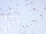 NEUROG3/Neurogenin 3/NGN3 (Transcription Factor) Antibody in Immunohistochemistry (Paraffin) (IHC (P))