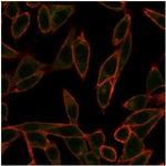 NEUROG3/Neurogenin 3/NGN3 (Transcription Factor) Antibody in Immunocytochemistry (ICC/IF)